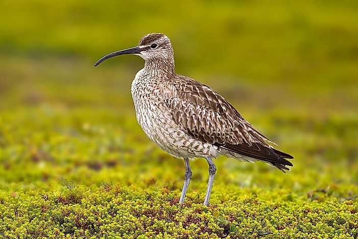 #8 Whimbrel