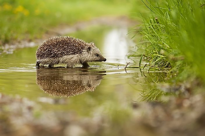 #2 European Hedgehog
