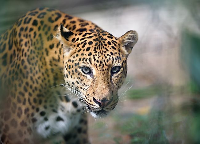 #3 Panthera onca - Jaguar