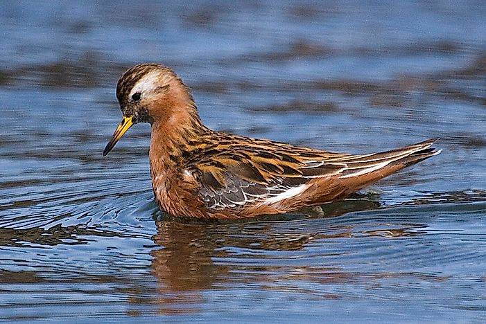 #1 Red Phalarope