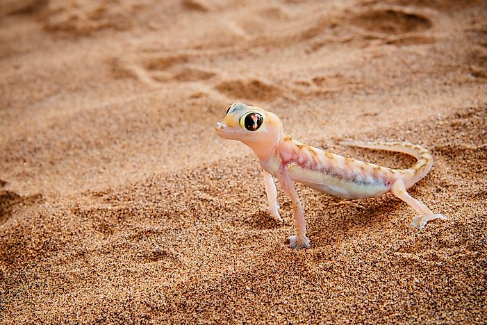 #11 Namib Sand Gecko