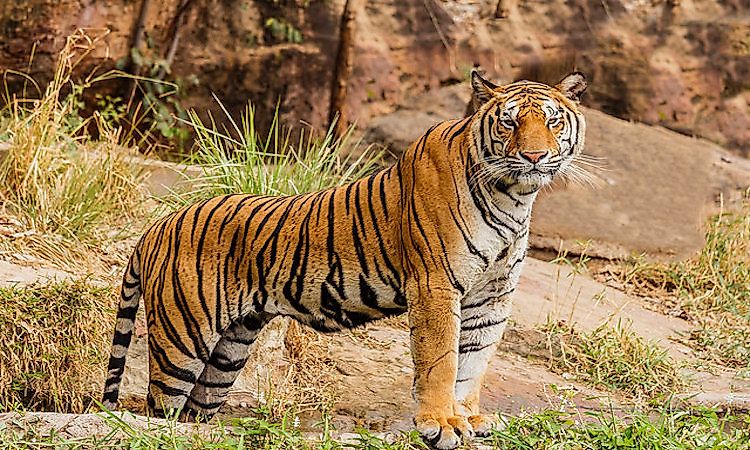#1 Royal Bengal Tiger -