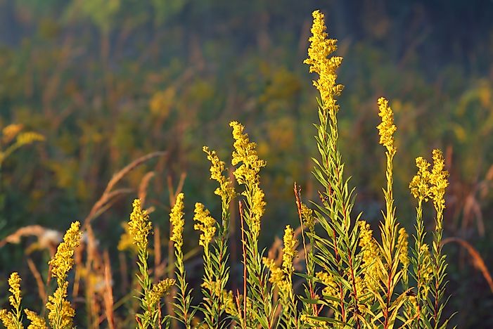 What Is The State Flower of Nebraska?