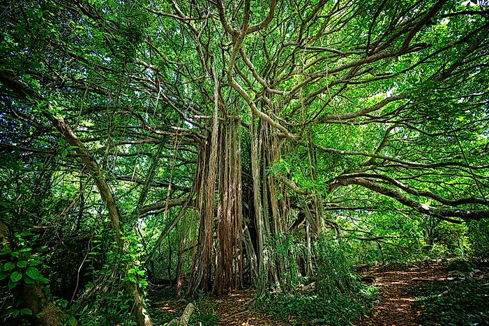 Why Is The Strangler Fig Tree Called So?