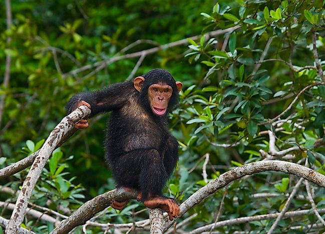 The Four National Parks Of The Republic Of The Congo