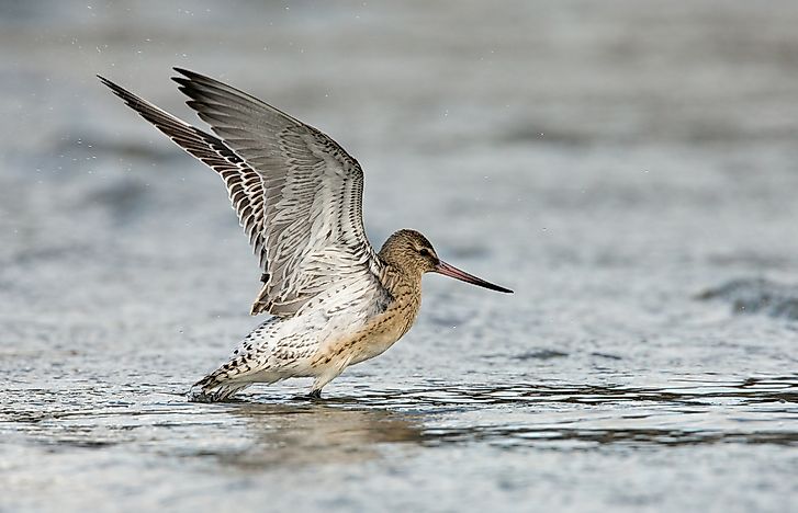 Limosa lapponica. Limosa lapponica.
