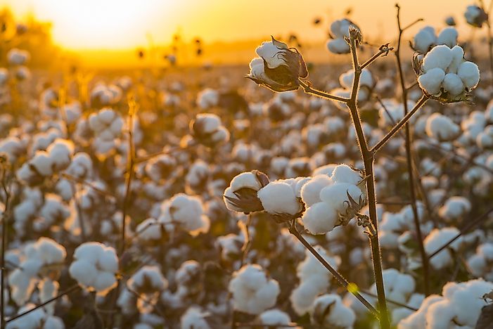 What Is A Fiber Crop?