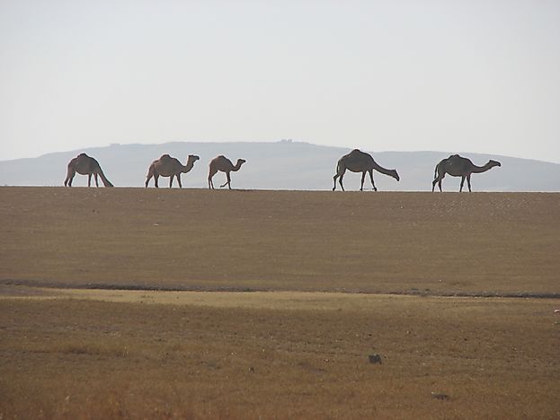 #2 Camel
