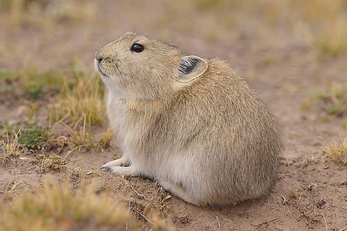 #2 Plateau Pika
