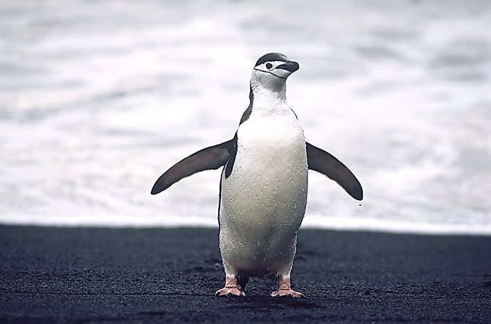 What and When is World Penguin Day?