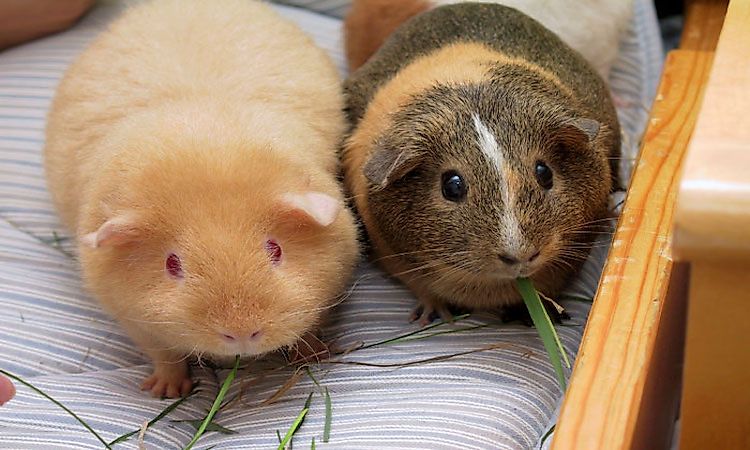 #9 Guinea Pig -