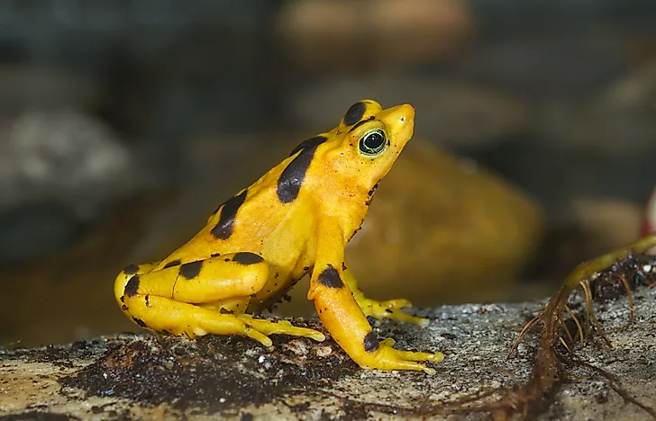 #6 Panamanian Golden Frog