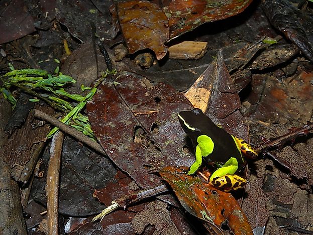 #1 Painted Mantella