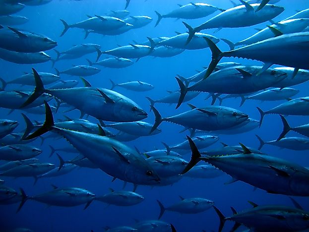 Why And When Is World Tuna Day Celebrated?