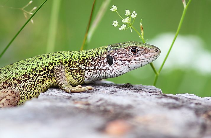 Reptiles Of Kazakhstan