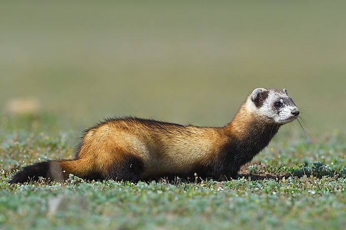 #7 Steppe polecat