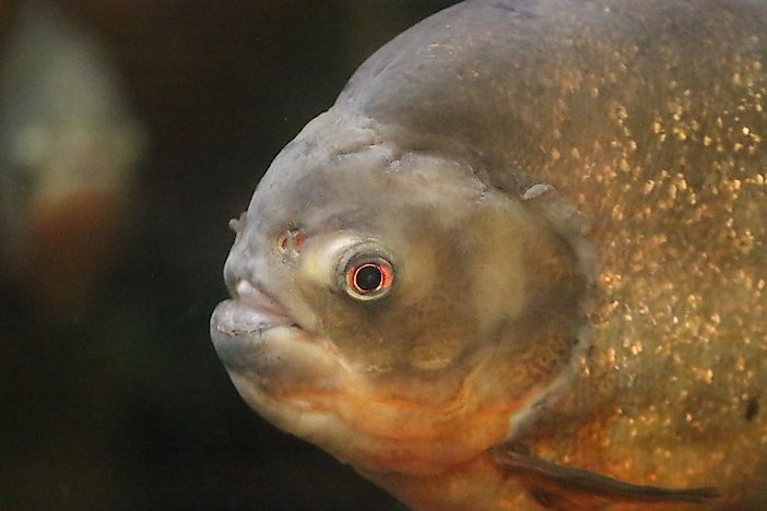 #6 Piranha