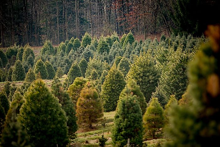 #4 Pine Trees