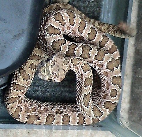 #7 Prairie Rattlesnake
