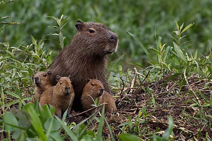 #2 Capybaras have a home that they return to, no matter how far they travel for food.