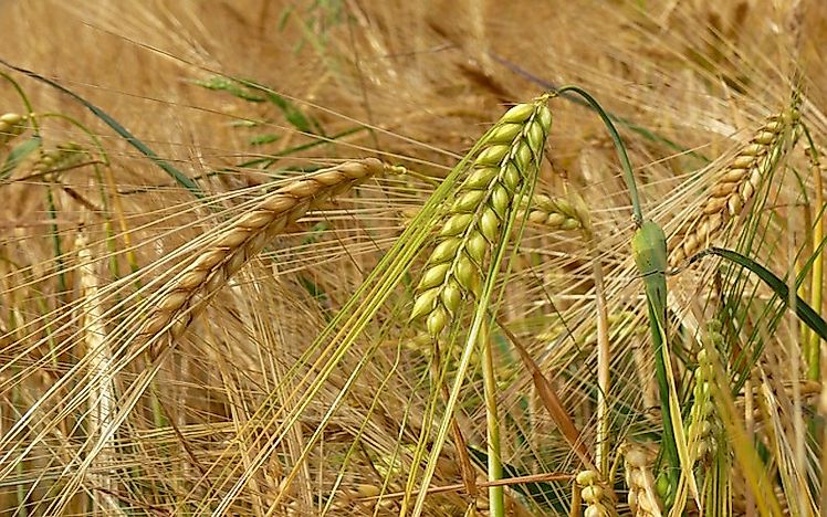 #3 Barley