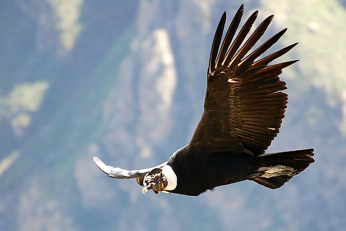 #5 California Condor