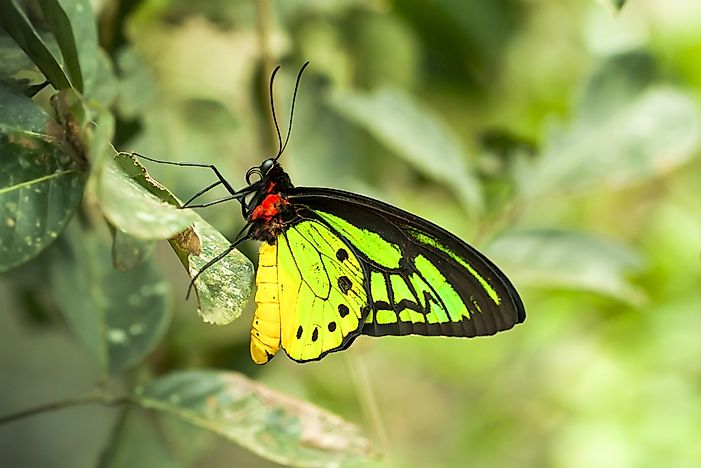 #2 Goliath Birdwing - Ornithoptera goliath
