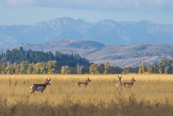 Animals That Live in the Grasslands