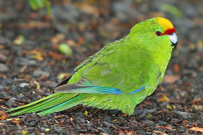 #4 Yellow-crowned Parakeet
