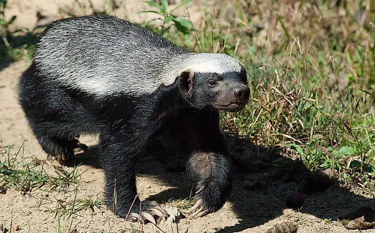 10 Animals That Are Asymmetrical