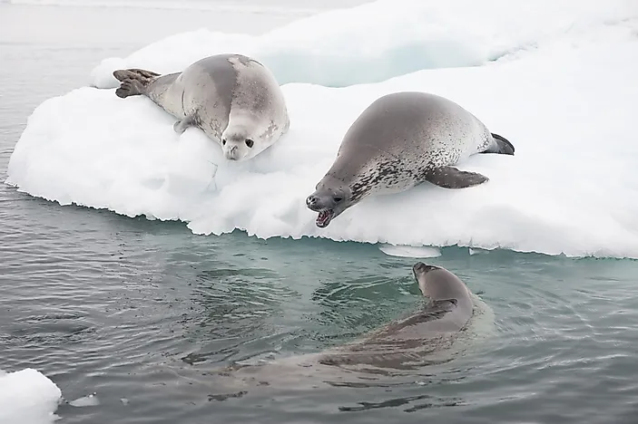 #12 Crabeater seal