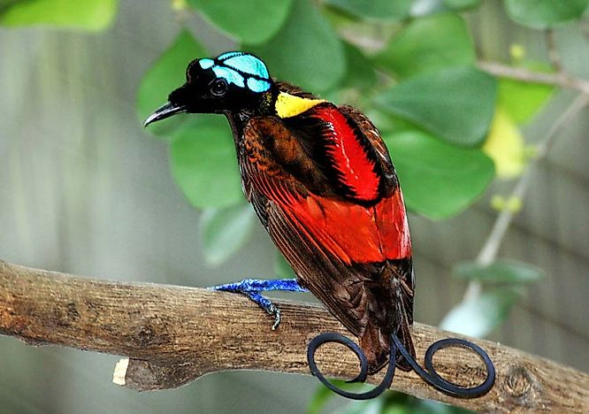 17 Most Ecologically Diverse Countries On Earth