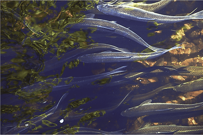 #1 Alewives