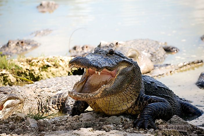 #15 American Alligator - 90 decibels