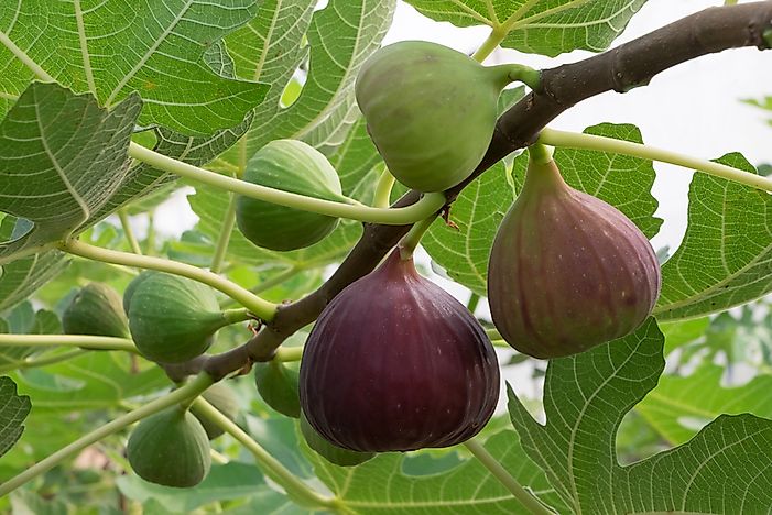 Where are Figs Grown?