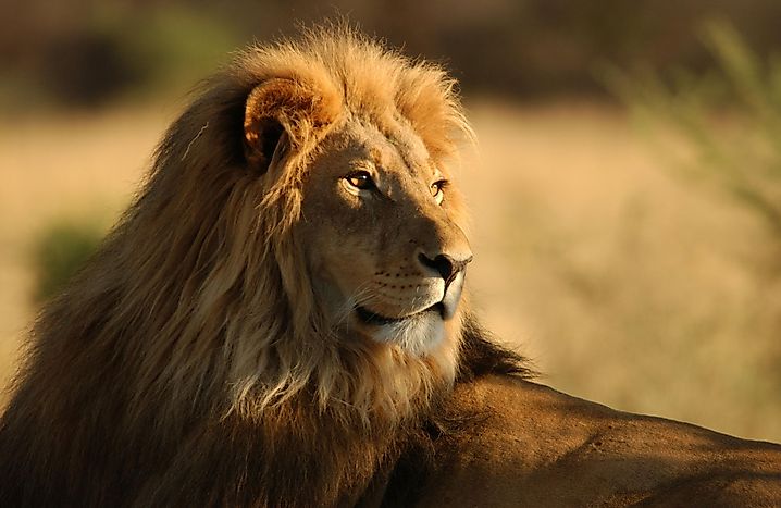 #2 Panthera leo - Lion