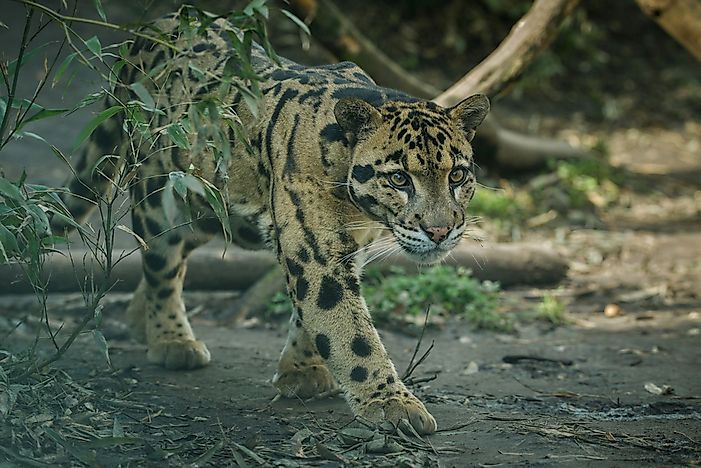 #4 Clouded Leopard