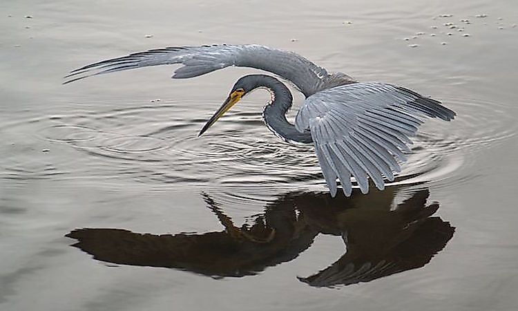 #3 Herons -