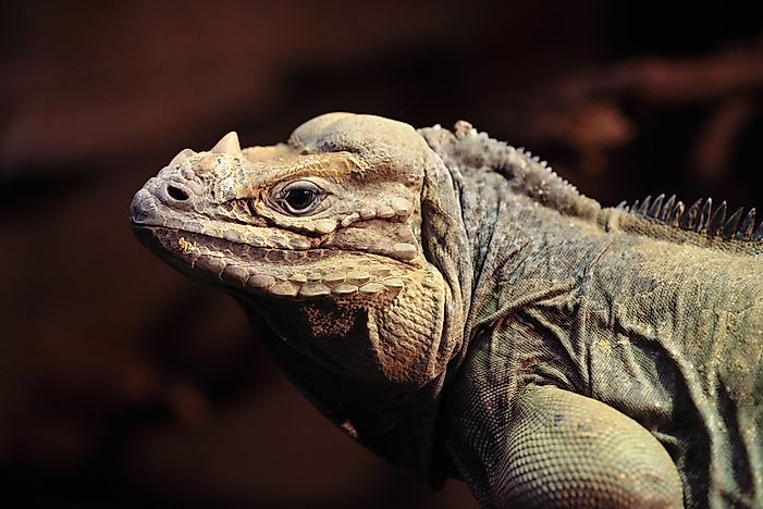 #1 Rhinoceros iguana