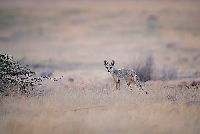 #2 Bengal Fox