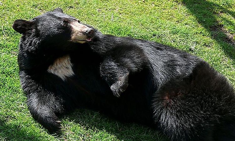 #5 American Black Bear -