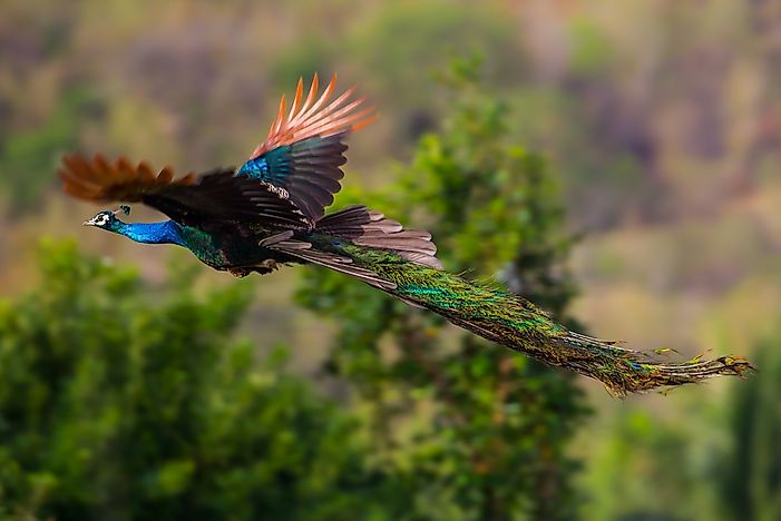 Can Peacocks Fly?