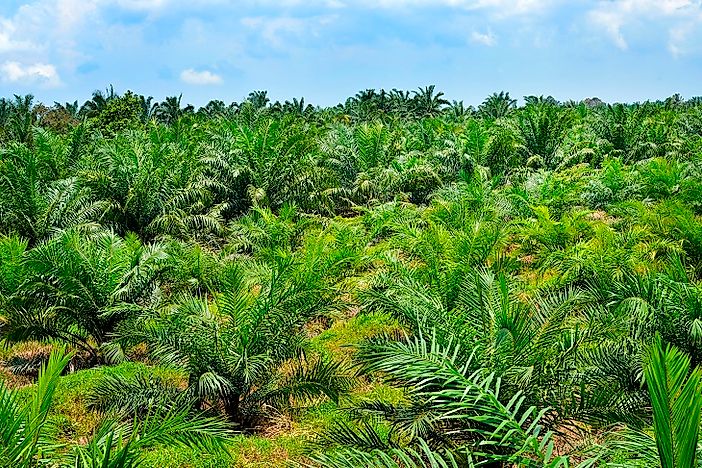 How Is The Palm Oil Industry Destroying Wildlife and Their Habitats?