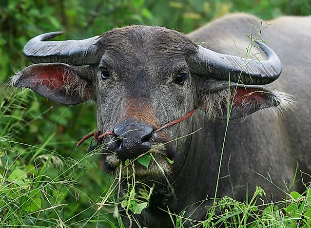 #10 Feral Water Buffaloes