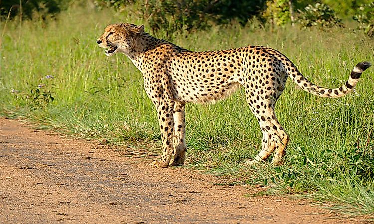 #7 Kruger National Park -