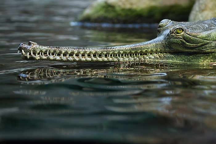 The Population Of Gharial: Important Facts And Figures
