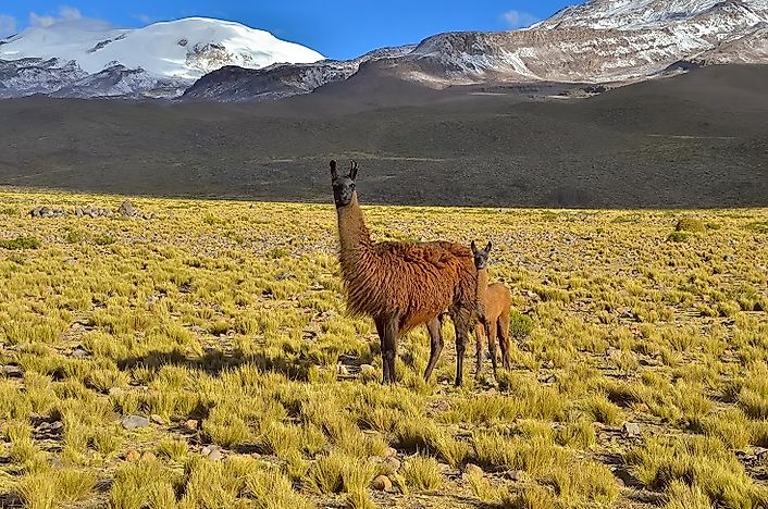 Native Mammals Of Bolivia