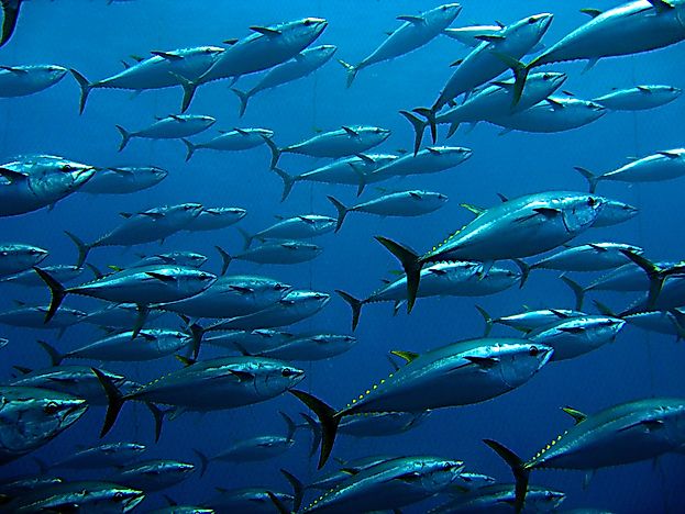 #4 Bluefin tuna