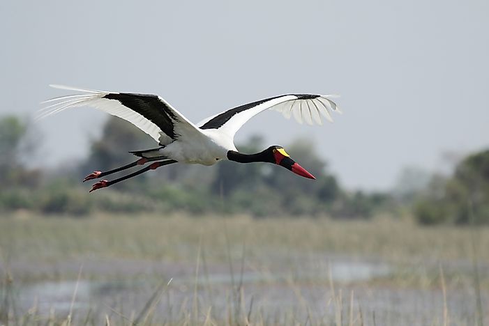 #5 Saddle-billed Stork