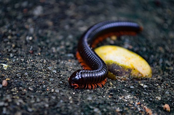 #2 Millipede